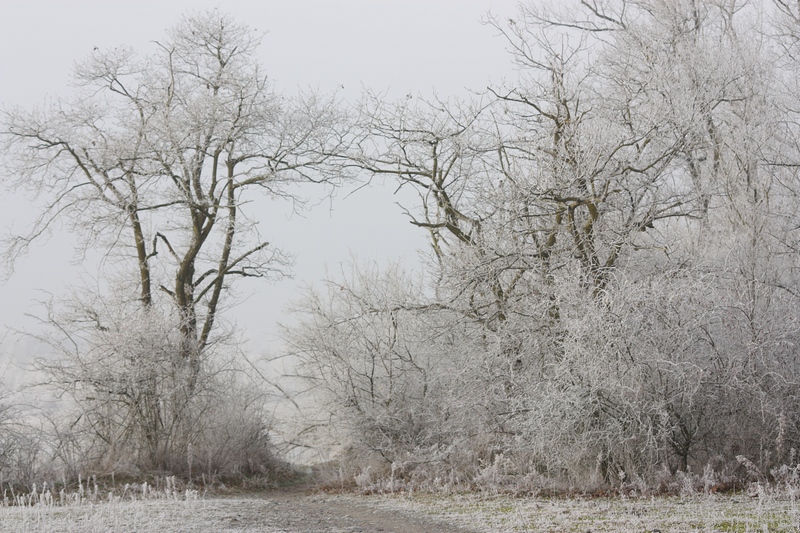 Alberi d''inverno... un invito